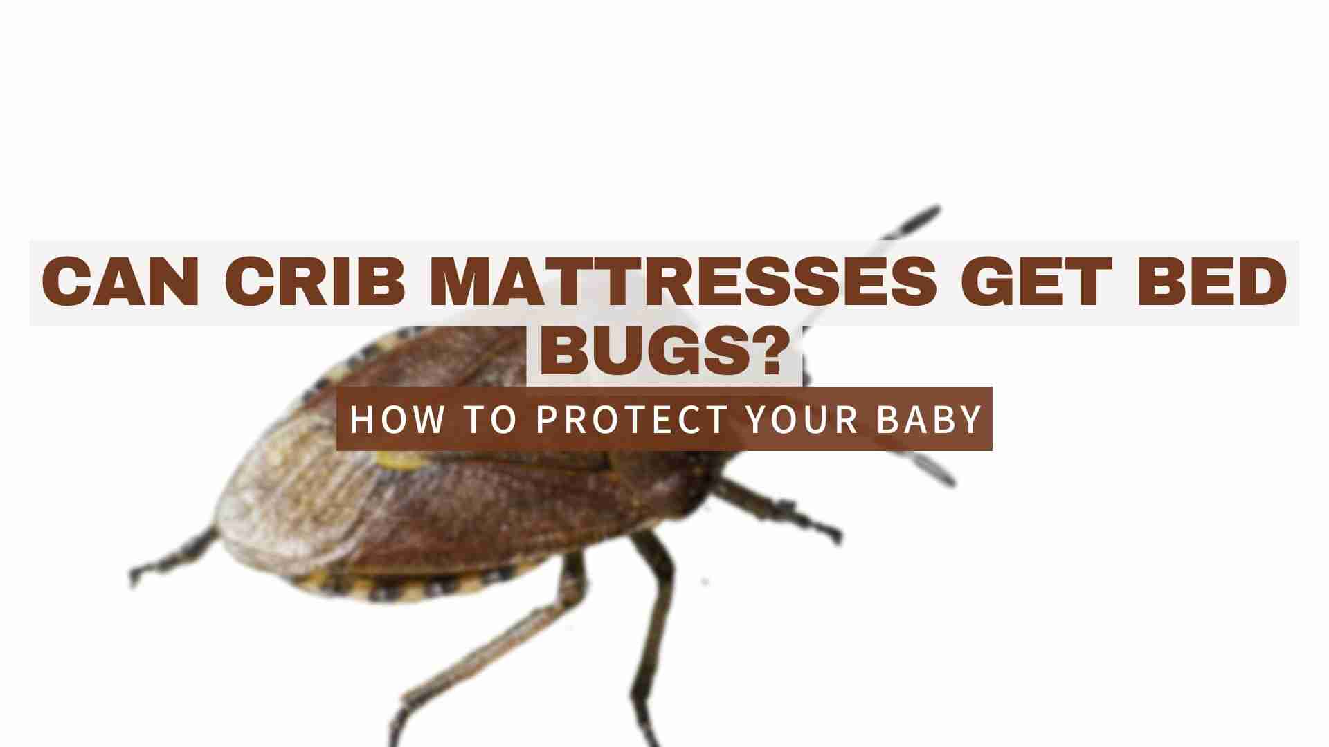 Can Crib Mattresses Get Bed Bugs? Things You Must Do Now